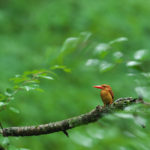 暗い時でも綺麗な野鳥写真を撮ろう！　バードフォトテクニック第３弾！
