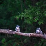 ～北海道撮影ツアー～店舗休店のお知らせ