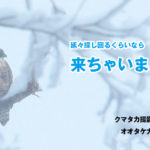 クマタカ撮影ガイド、いよいよ今シーズンもオープンです！