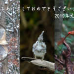 新年のご挨拶