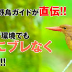 月刊バーダー誌に掲載！　暗い時でも綺麗な野鳥写真を撮ろう！　バードフォトテクニック第３弾！