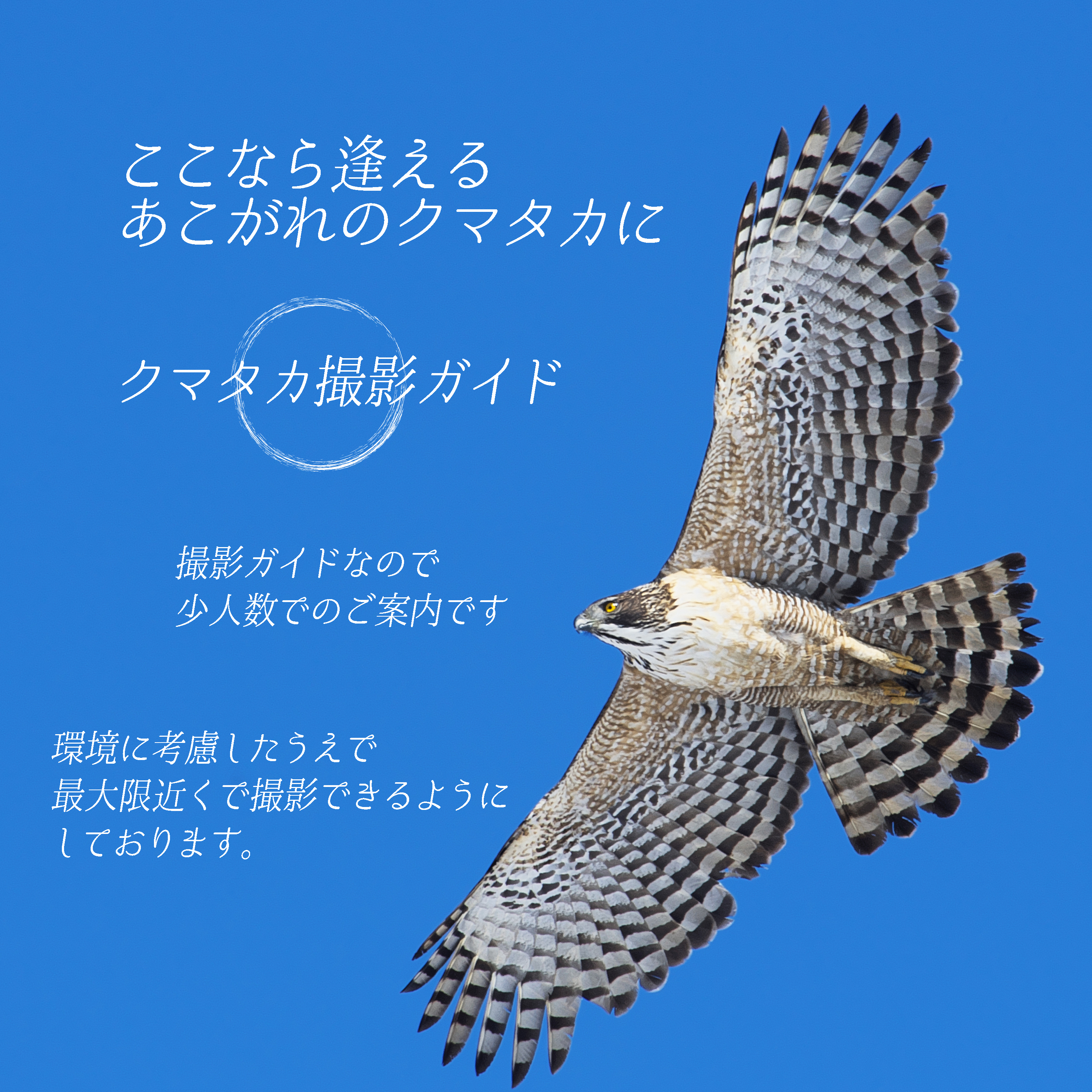 ヤマセミ撮影ガイドシーズンオフ クマタカ撮影ガイドシーズンインのお知らせ オオタケカメラ