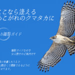 ヤマセミ撮影ガイドシーズンオフ　＆　クマタカ撮影ガイドシーズンインのお知らせ