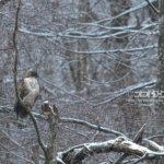 最近のクマタカ撮影ガイド近況・ラジオ出演のご案内