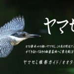 ヤマセミ撮影ガイド受付中です。