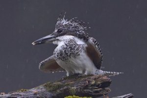 オオタケカメラ,ヤマセミ,會津秘密基地