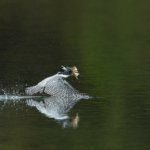 現在のヤマセミの状況