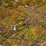緊急告知　紅葉ヤマセミがだんだん良いです！