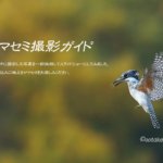 秋色MAX付近!!　秋色ヤマセミスライドショー
