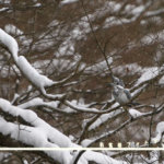 今年最後のお客様ギャラリー　I様　雪ヤマセミ