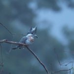 最近のヤマセミ事情10月初旬