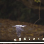 お客様ギャラリーU様　秋色ヤマセミ