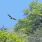 GWも鳥撮り三昧！　ヤマセミ・クマタカ