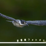 お客様ギャラリーO様　ヤマセミを撮影して頂いた写真をたくさん頂きました＾＾