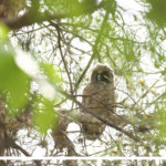 会津もトラフズクが孵りました＾＾