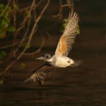 直近の秘密基地情報　ヤマセミと、ヤマセミポイントの仲間たち