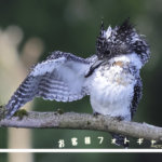 お客様ギャラリーKISS-ARMY様　ヤマセミをたくさん撮影して頂きました！