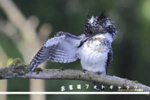 ヤマセミ,オオタケカメラ,會津秘密基地
