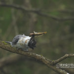 アカショウビンは今シーズンもふるわず...ヤマセミ基地は大爆発を超えて暴発レベル！