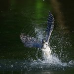 緊急のお知らせ｜集中豪雨によりヤマセガイド休止致します。