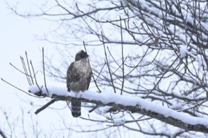 クマタカ ガイド,撮影,場所,オオタケカメラ