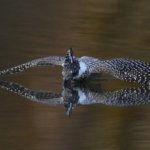 ここ最近二日間のヤマセミ写真　Z600ｍｍF4とZ9でヤマセミ撮影　