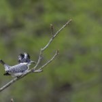 萌ゆる若葉を背景に　ヤマセミ撮影ガイド｜GWの空き状況