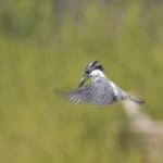 相も変わらずヤマセミばかり、ダイブや飛翔の瞬間の緊張感が大好きです