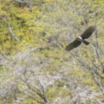 例年より早めにほぼ満開　山桜クマタカ　クマタカ撮影ガイド｜GWの空き状況