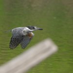 メスもハンティングに来ています＾＾會津秘密基地ヤマセミ情報