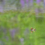 ちょっと前のクマタカ　ヤマセミ　たまにオシドリ　會津秘密基地より