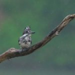お母さんヤマセミの食欲がすごい件　そして雨天、曇天の方が打率が良いです　會津秘密基地ヤマセミ情報