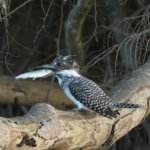 いよいよ川の中も夏っぽくなってきました！　ヤマセミグルメ　鮎　會津秘密基地ヤマセミ情報