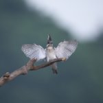 ヤマセミ基地復活　初日のカット