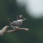 最近のヤマセミ基地の時間割　ほぼヤマセミしかいない河原です(笑)
