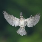 毎日撮れるバンザイポーズ＾＾ 今日もヤマセミの若様来てましたが追いかけっこが激しくなってます。