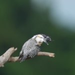実は嬉しいヤマセミの羽繕いシーン
