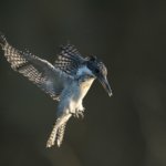 まだまだヤマセミの若様が来ていますが親鳥がメインになってきました