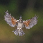 ここ数日分のヤマセミ基地の写真　ヤマセミとミサゴがサービス吉＾＾