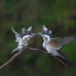 最高！！　ヤマセミ基地バクハツ！