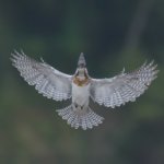 ｚ９鳥認識もすげ～けど　基地前もすげ～