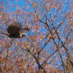 クマタカ大バクハツ！　若が２羽？？