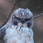 クマタカとトラフズクコース大盛り上がり＆ヤマセミ復活