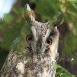 トラフズクの現像データ発見！
