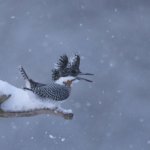 まさに雨奇晴好！ヤマセミとクマタカ　ここ数日分のカット