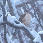 吹雪の中で　クマタカ若が食事中でした。　