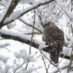 お客様ギャラリー　O様雪クマタカになりました＾＾