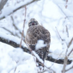 雪クマタカ　一緒に撮影させて頂きました＾＾