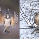 雪クマタカ成鳥と若干雪ヤマセミ