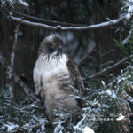 近日中のクマタカ写真　予約カレンダー更新しました！